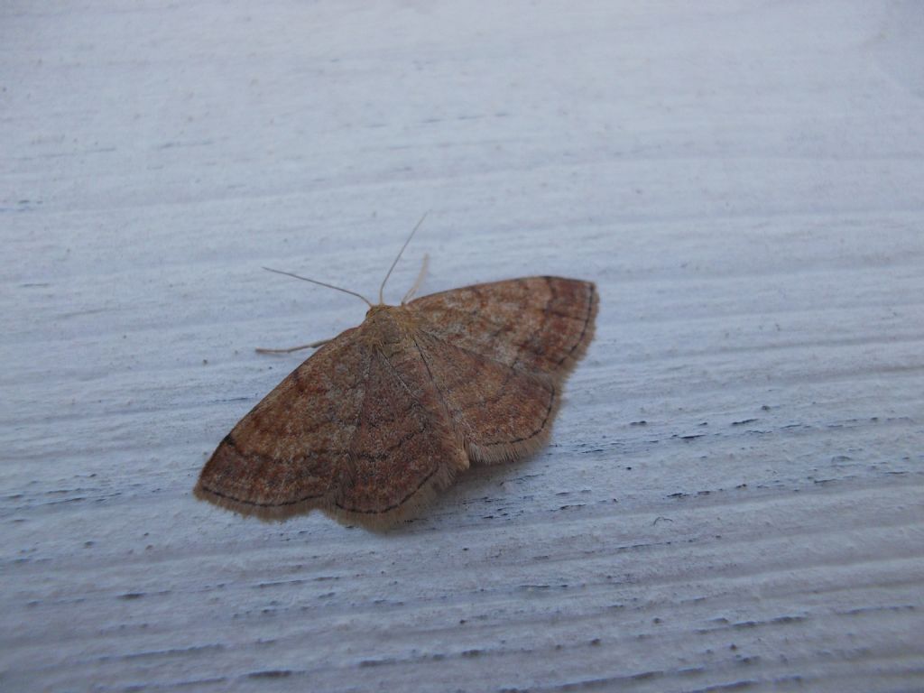 Idaea ochrata? No, Scopula (Scopula) rubiginata, Geometridae